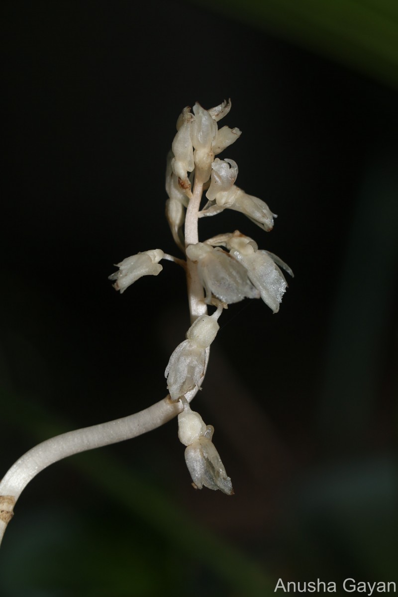 Epipogium roseum (D.Don) Lindl.